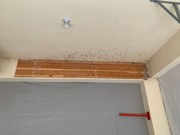 Best Environmental Consulting for Mold Prevention  in Enosburg Falls, VT