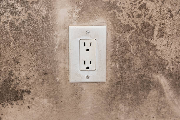 Best Mold Damage Restoration  in Enosburg Falls, VT