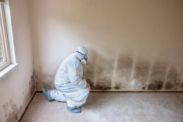 Best Mold Odor Removal Services  in Enosburg Falls, VT