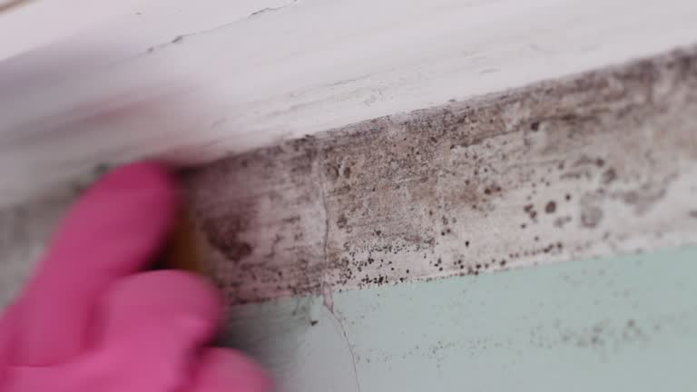 Best Attic Mold Removal  in Enosburg Falls, VT